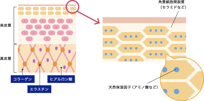 乾燥肌とは