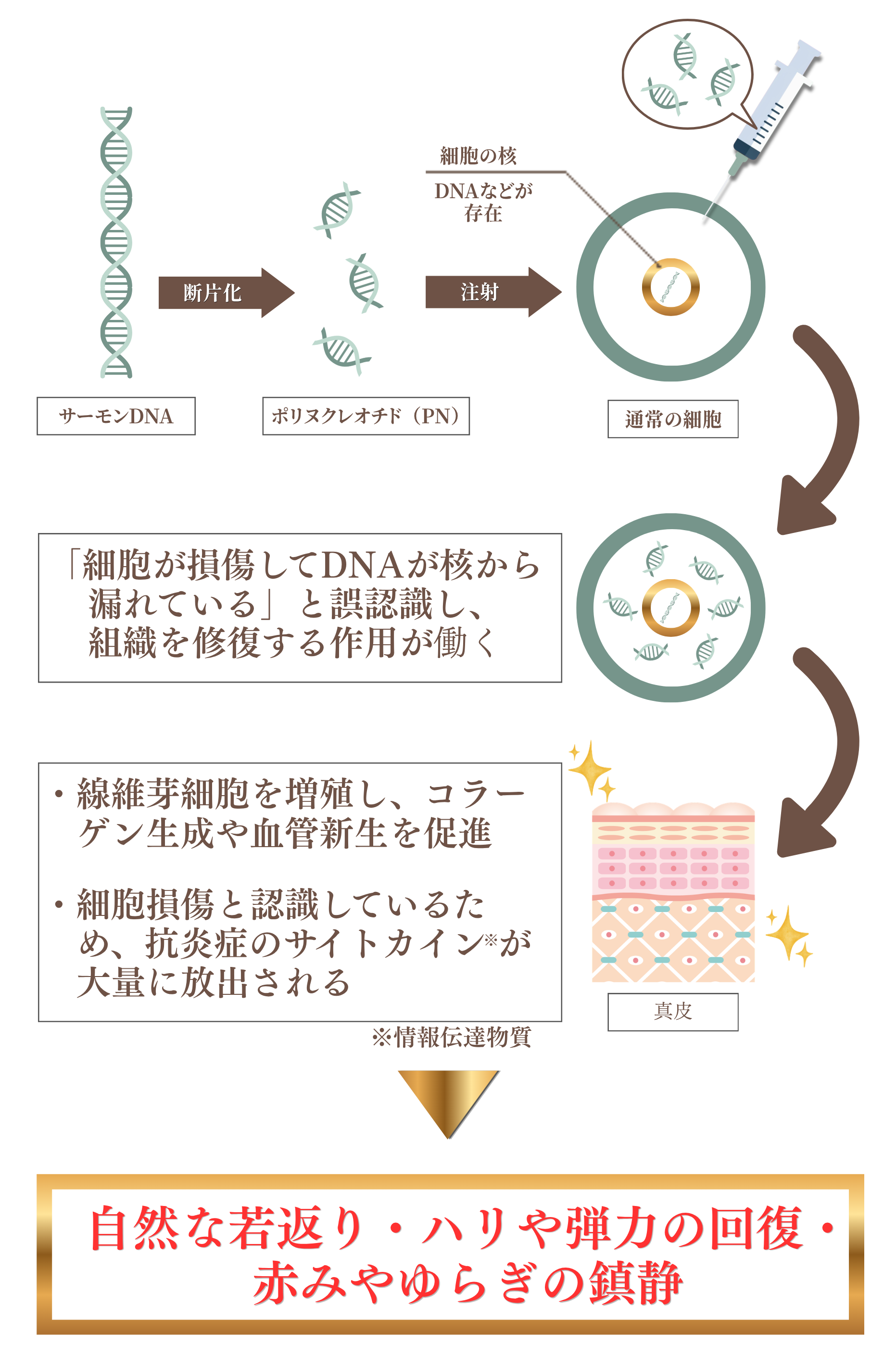 プルリアル作用機序.png