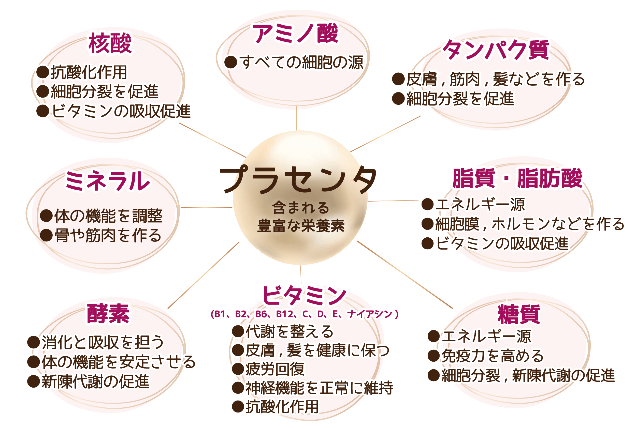 プラセンタに含まれる栄養素.png