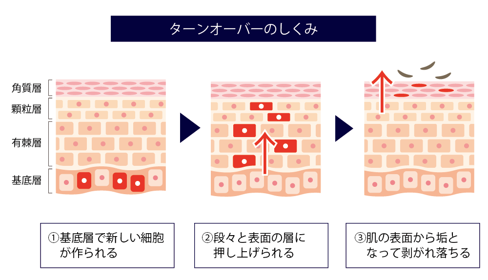 ターンオーバーのしくみ.png